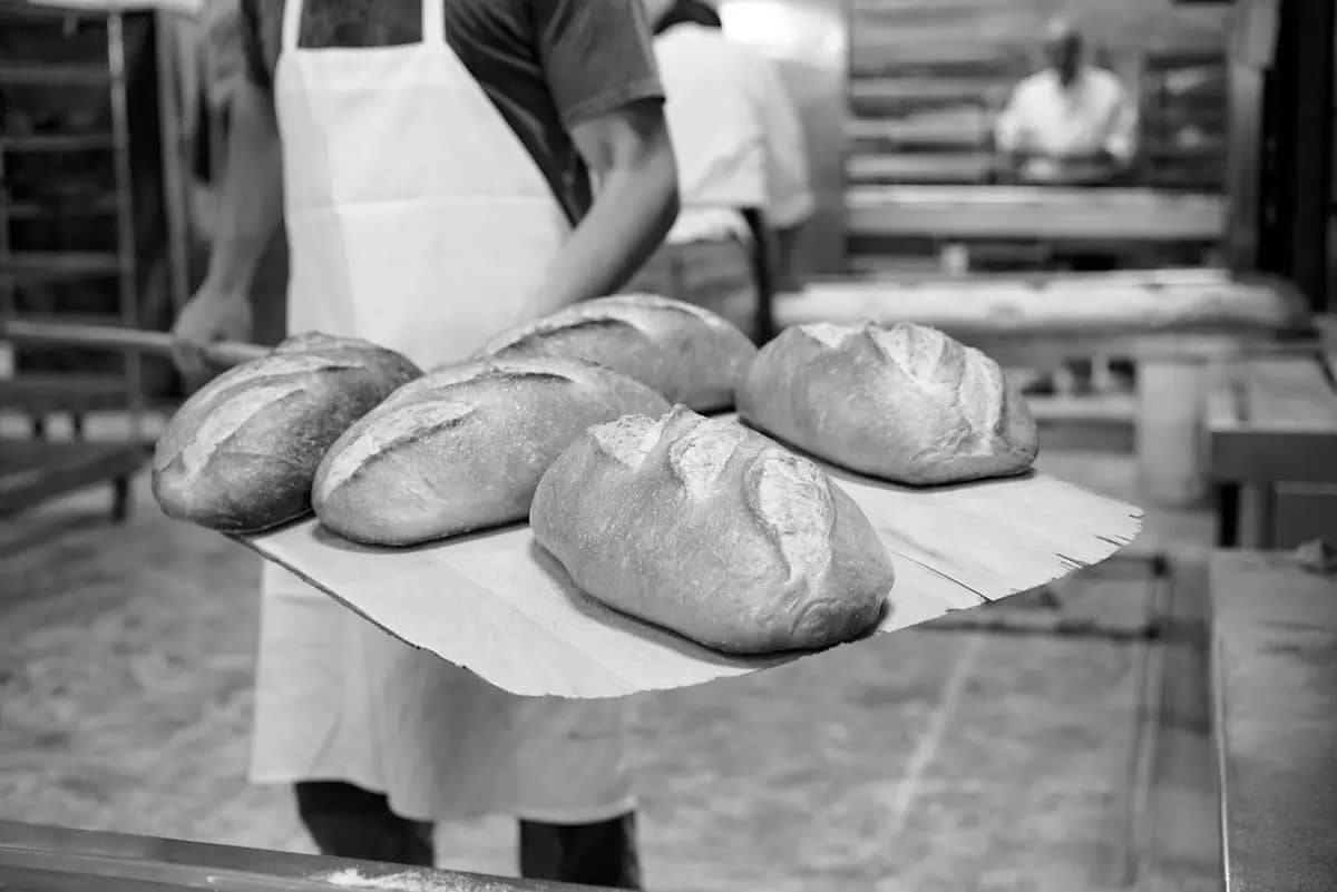 Fresh loaves from the oven carried on a baker's peel